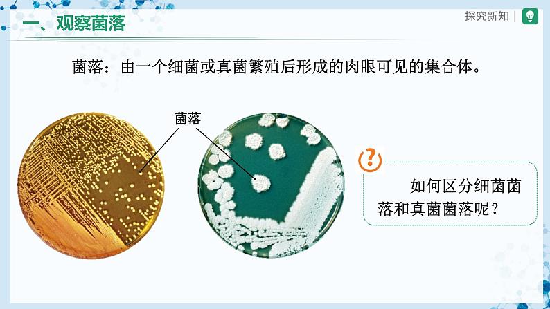 人教版八上生物  5.4.1 细菌和真菌的分布课件+教案+分层练习+学案05