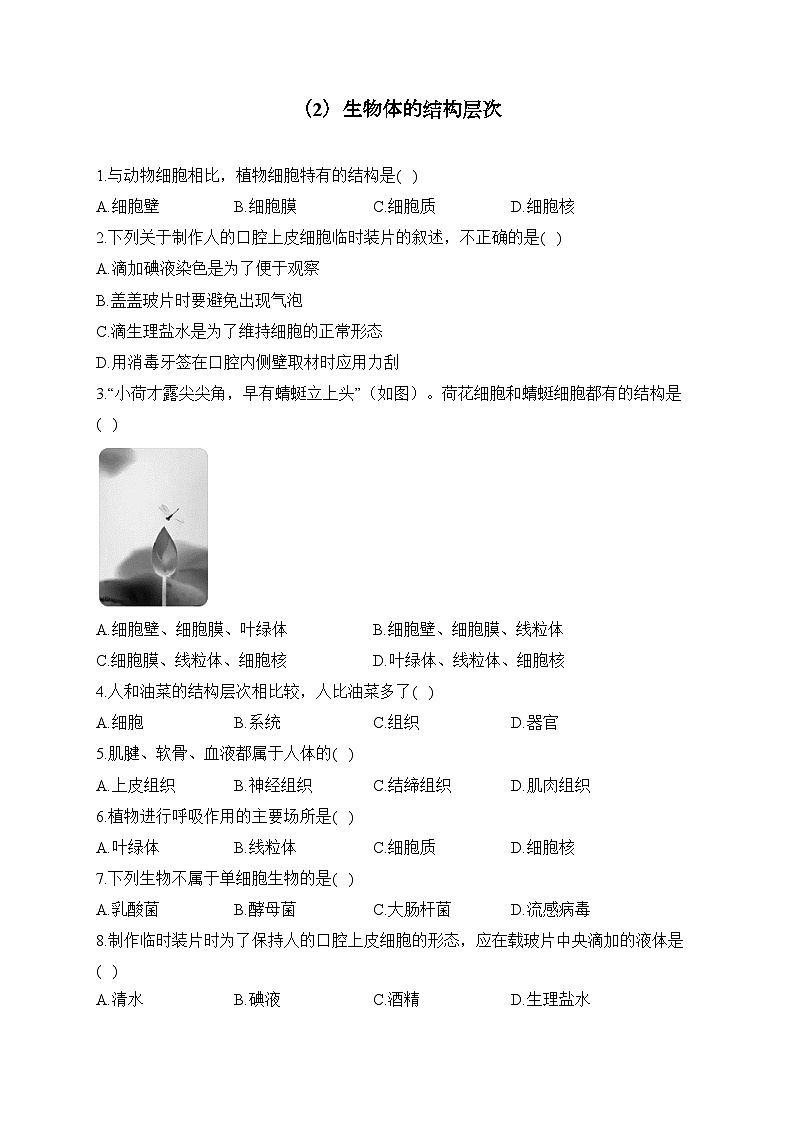 初中生物备考专题小练 （2）生物体的结构层次第1页