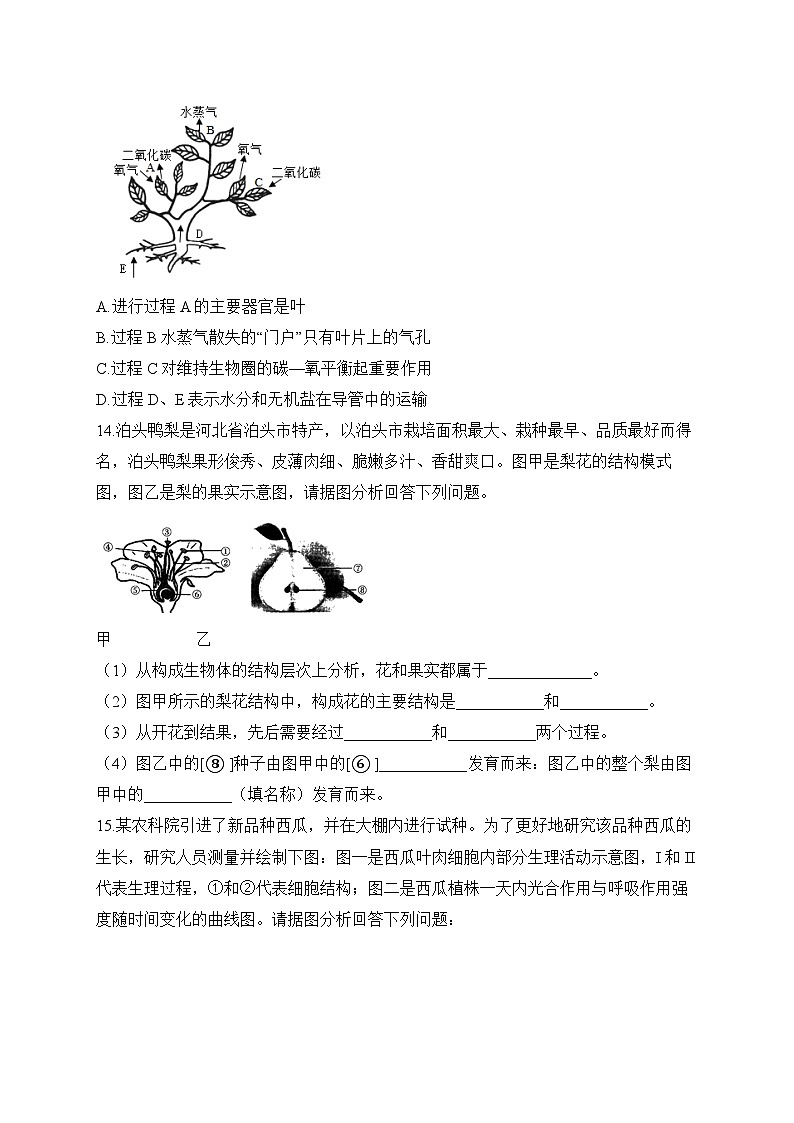 初中生物备考专题小练 （3）生物圈中的绿色植物第3页