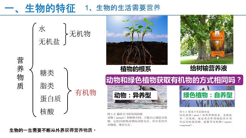 1.1.1生物的特征(课件)04