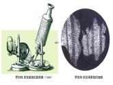 2.1.1练习使用显微镜-课件