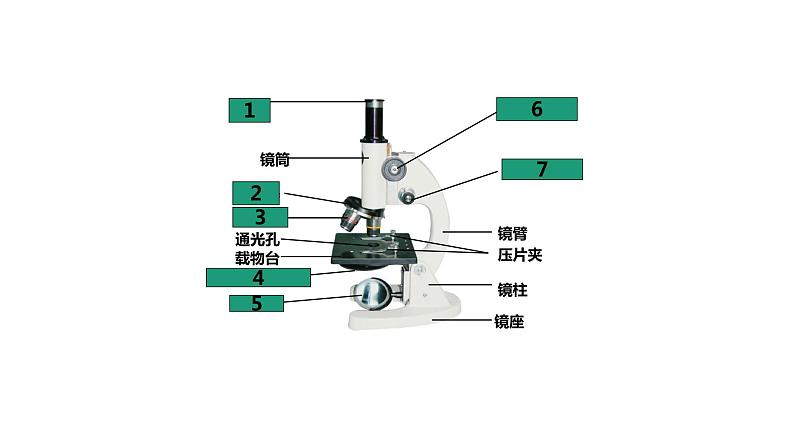 2.1.1练习使用显微镜-课件第8页