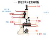 2.1.1 练习使用显微镜-【新课标】2023-2024学年七年级生物上册精选课件（人教版）