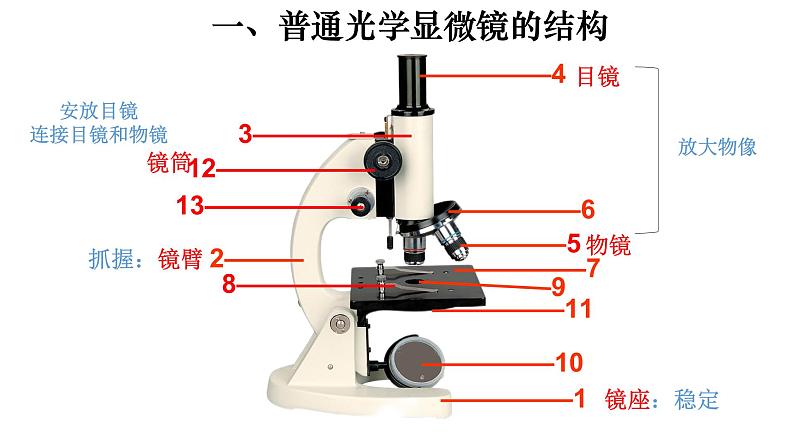 2.1.1 练习使用显微镜-【新课标】2023-2024学年七年级生物上册精选课件（人教版）第2页