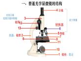 2.1.1 练习使用显微镜-【新课标】2023-2024学年七年级生物上册精选课件（人教版）