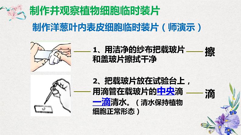 2.1.2植物细胞-课件08