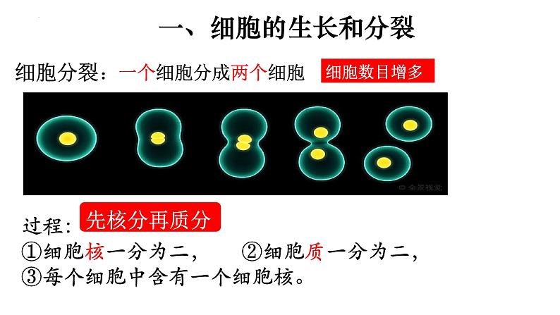 2.2.1 细胞通过分裂产生新细胞-课件04