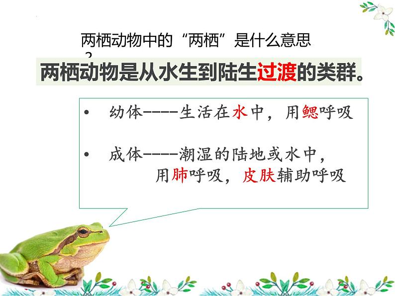 5.1.5两栖动物和爬行动物-课件08