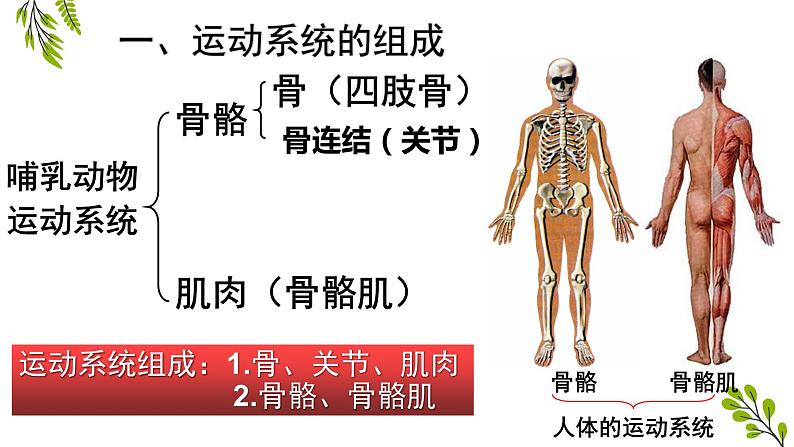 5.2.1动物的运动-课件04