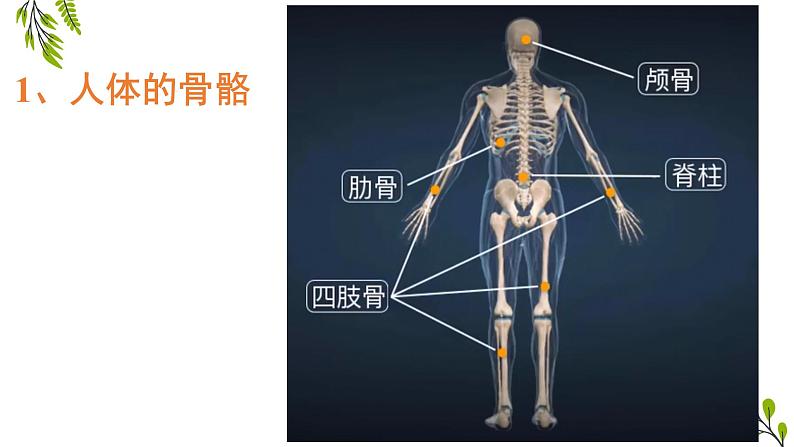 5.2.1动物的运动-课件05