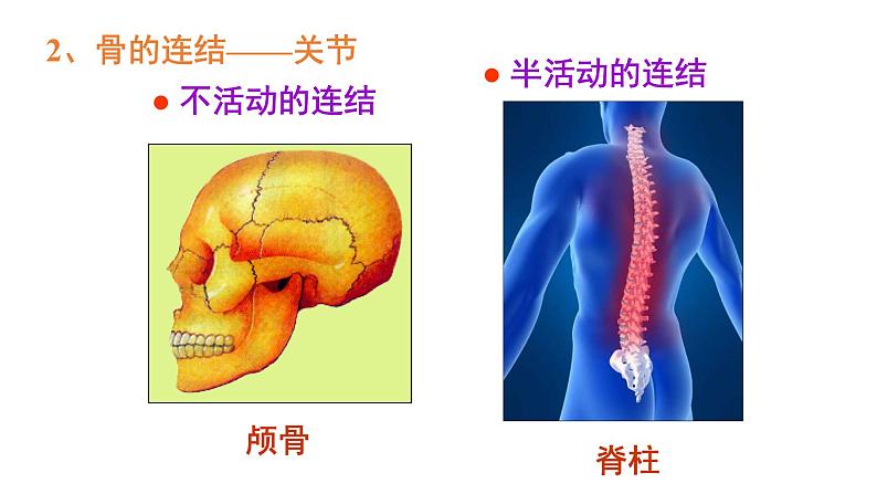 5.2.1动物的运动-课件06