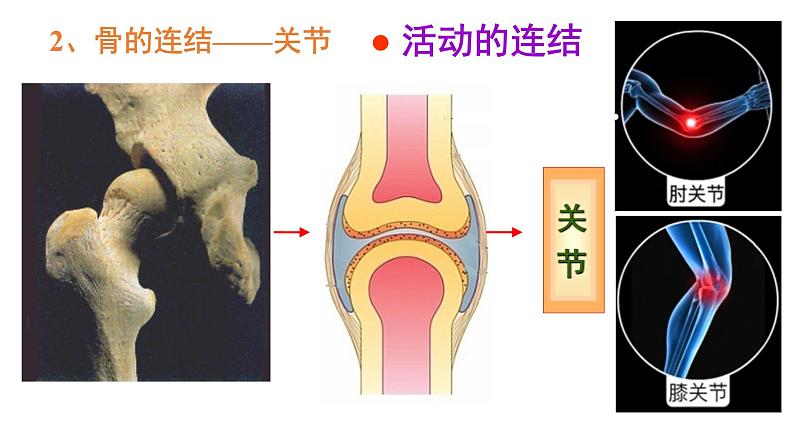 5.2.1动物的运动-课件07