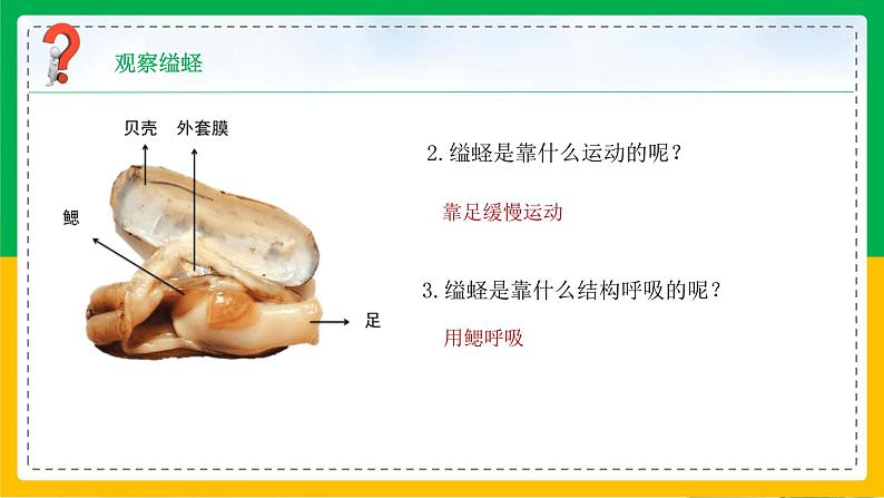 5.3 软体动物和节肢动物课件06