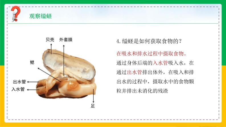 5.3 软体动物和节肢动物课件07