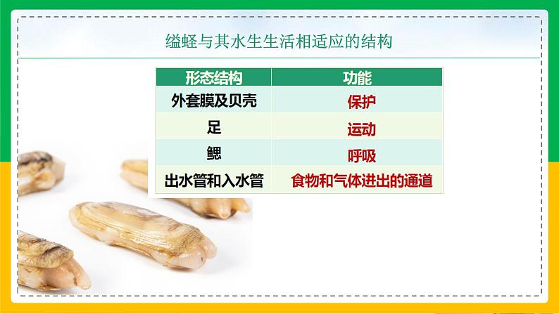 5.3 软体动物和节肢动物课件08