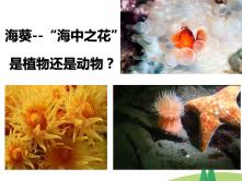 人教版 (新课标)八年级上册第五单元 生物圈中的其他生物第一章   动物的主要类群第一节   腔肠动物和扁形动物获奖课件ppt_ppt01