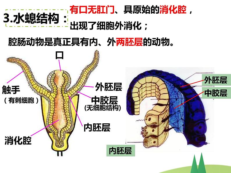 5.1.1腔肠动物和扁形动物课件08