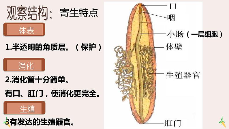 5.1.2线形动物和环节动物课件05