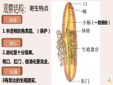 5.1.2线形动物和环节动物课件