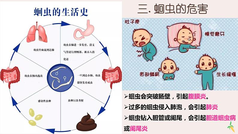 5.1.2线形动物和环节动物课件06