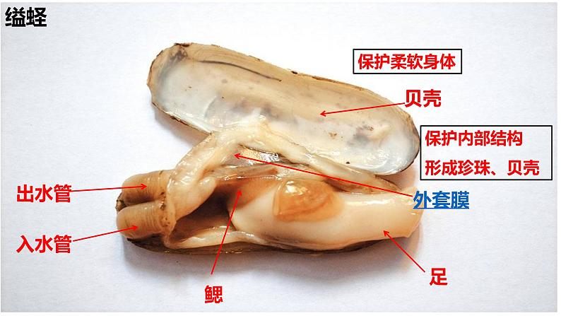 5.1.3软体动物和节肢动物课件07
