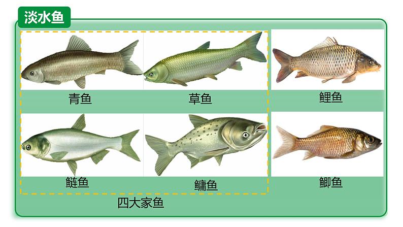 5.1.4鱼课件07