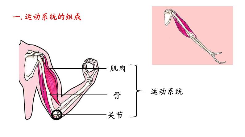 5.2.1动物的运动课件06