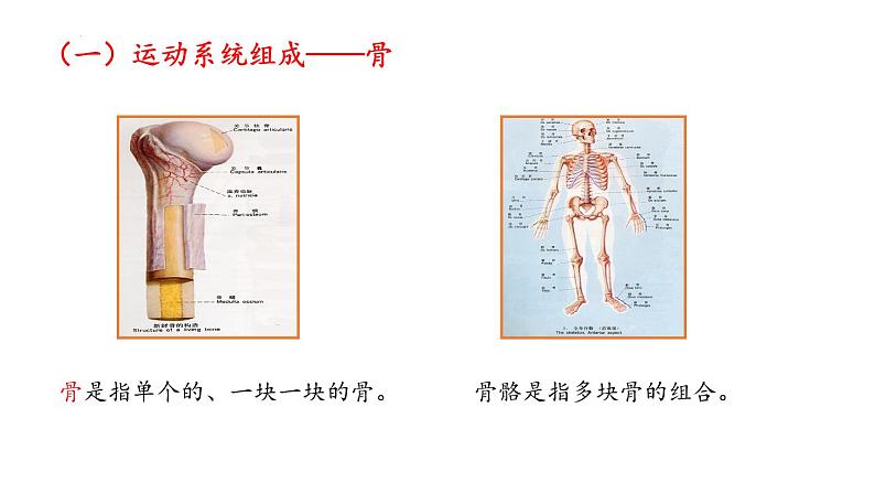 5.2.1动物的运动课件07