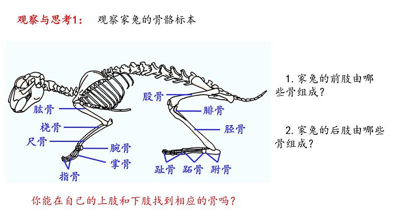 5.2.1动物的运动课件08