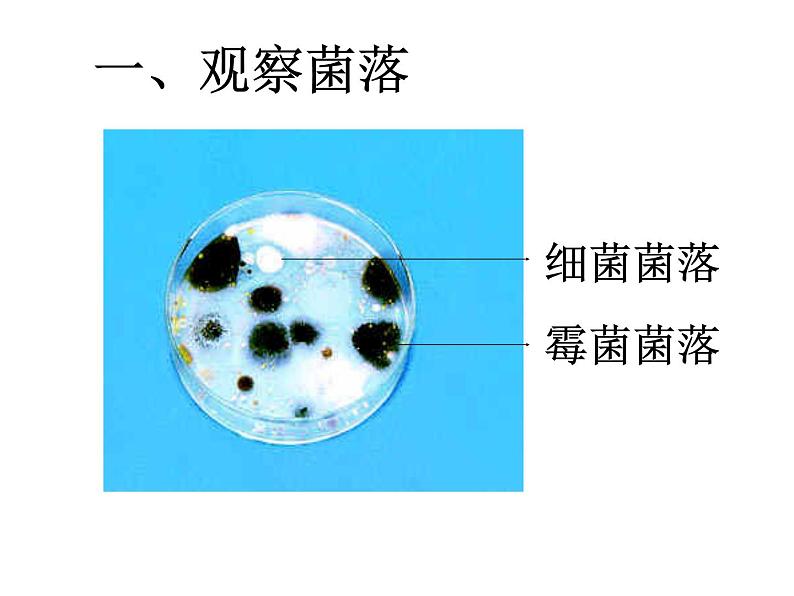 5.4.1细菌和真菌的分布课件第7页