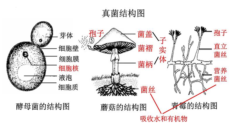 5.4.4细菌和真菌在自然界中的作用课件02