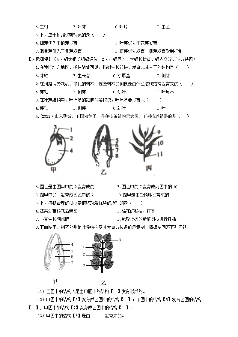 冀少版 初中生物 八年级上册 3.1.3芽的发育 （学案）02