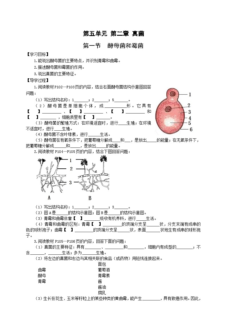 冀少版 初中生物 八年级上册 5.2.1酵母菌和霉菌 （学案）01