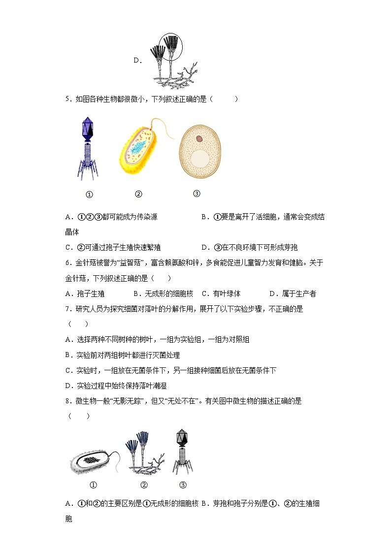 冀少版 初中生物 八年级上册 第五单元 第二章 真菌 提升练习  （word版 含解析）02