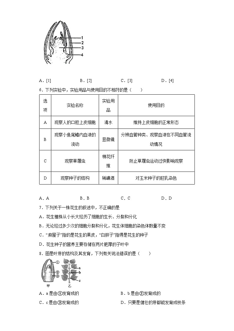 冀少版 生物 八年级上册 第三单元 第一章种子的萌发和芽的发育 提升练习（word版 含解析)02