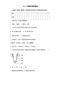 鲁科版 (五四制)七年级上册第一节 尿的形成和排出精品复习练习题