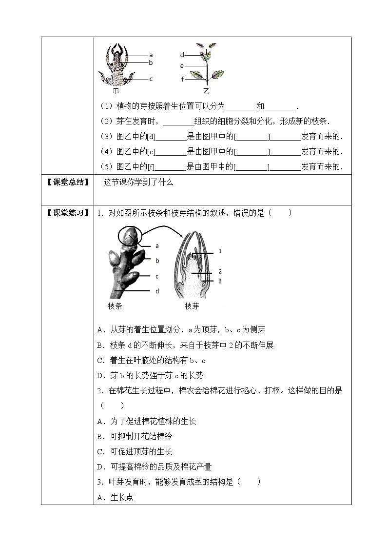 济南版 初中生物 八年级上册 4.1.6 芽的类型和发育 学案（含答案）02