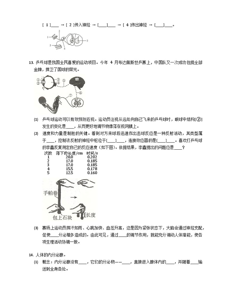 【苏科版】生物八年级上册 6.16人体生命活动的调节同步练习（含答案）03