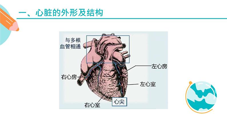 心脏的结构和作用课件PPT03