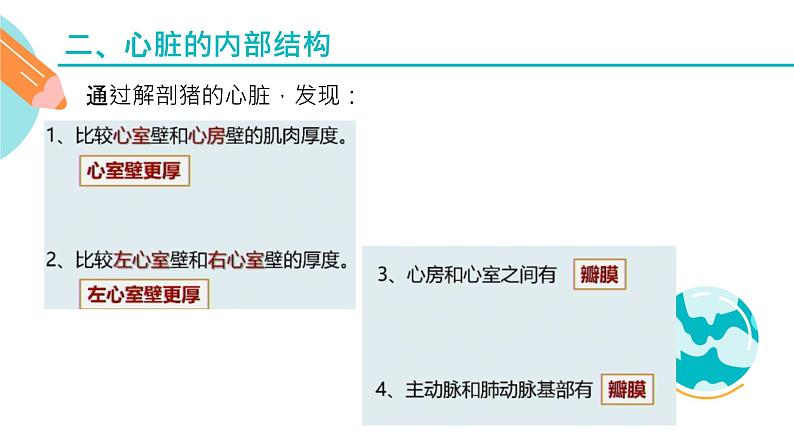 心脏的结构和作用课件PPT05