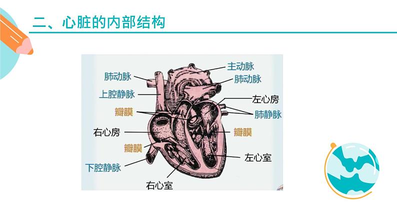 心脏的结构和作用课件PPT06