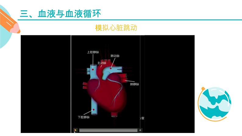 心脏的结构和作用课件PPT07