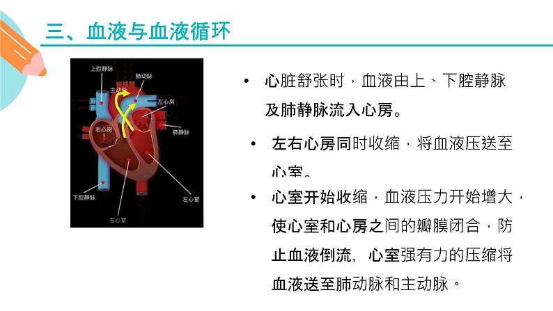 心脏的结构和作用课件PPT08