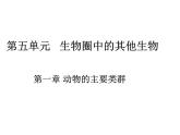 人教版八年级生物上册--1.1　 腔肠动物和扁形动物（精品课件）