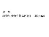 人教版八年级生物上册--1.1　 腔肠动物和扁形动物（精品课件）