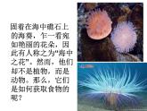 人教版八年级生物上册--1.1　 腔肠动物和扁形动物（精品课件）