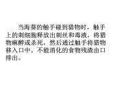 人教版八年级生物上册--1.1　 腔肠动物和扁形动物（精品课件）