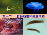 人教版八年级生物上册--1.1　 腔肠动物和扁形动物（精品课件）