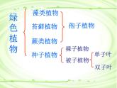 人教版八年级生物上册--1.1尝试对生物进行分类1（精品课件）