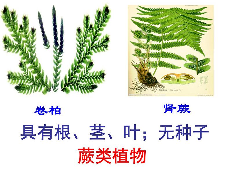 人教版八年级生物上册--1.1尝试对生物进行分类1（精品课件）第8页